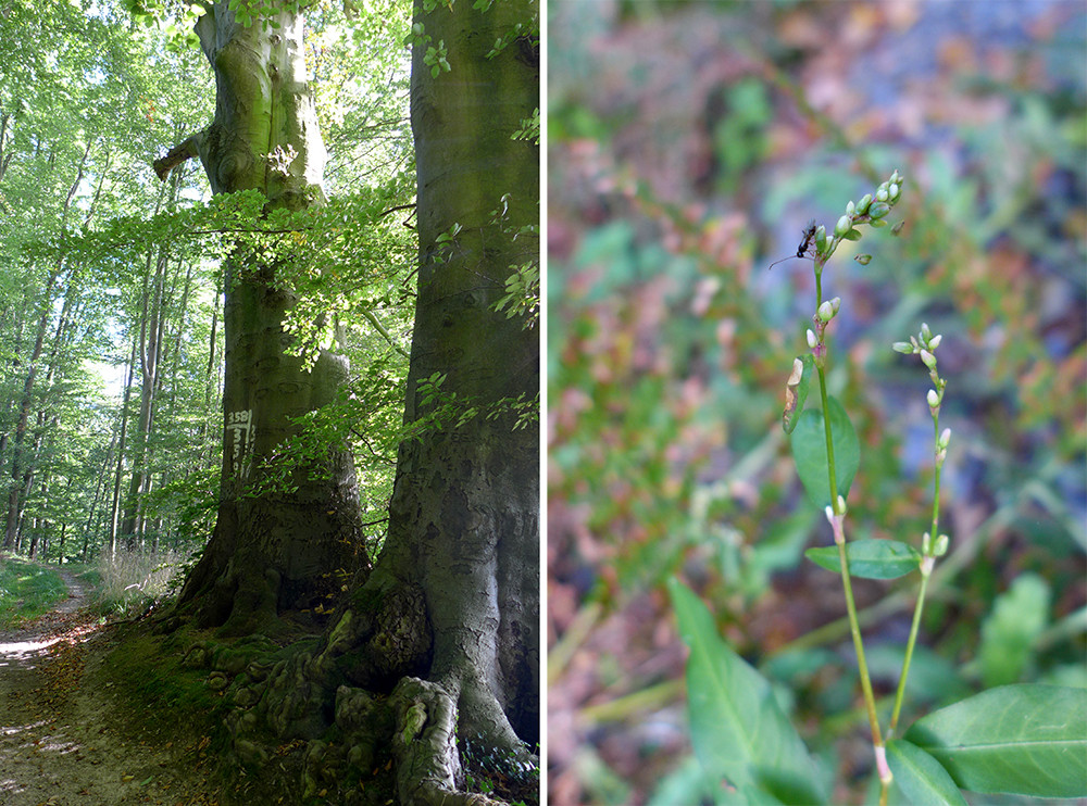 Klicke auf die Grafik für eine vergrößerte Ansicht  Name: Weserberglandweg_PortaWestfalica_88.jpg Ansichten: 0 Größe: 341,2 KB ID: 3283666