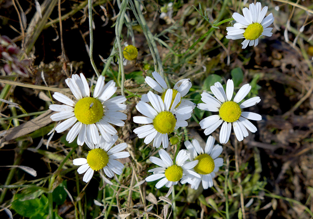 Klicke auf die Grafik für eine vergrößerte Ansicht  Name: Weserberglandweg_PortaWestfalica_92.jpg Ansichten: 0 Größe: 281,5 KB ID: 3283669