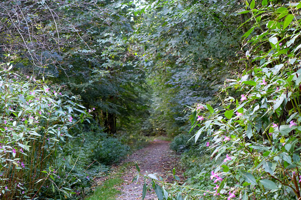 Klicke auf die Grafik für eine vergrößerte Ansicht  Name: Weserberglandweg_PortaWestfalica_108.jpg Ansichten: 0 Größe: 483,6 KB ID: 3283685