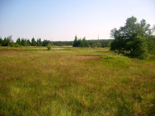 Klicke auf die Grafik für eine vergrößerte Ansicht

Name: 15a_Hochmoor_Georgenfeld.jpg
Ansichten: 62
Größe: 52,7 KB
ID: 3284355