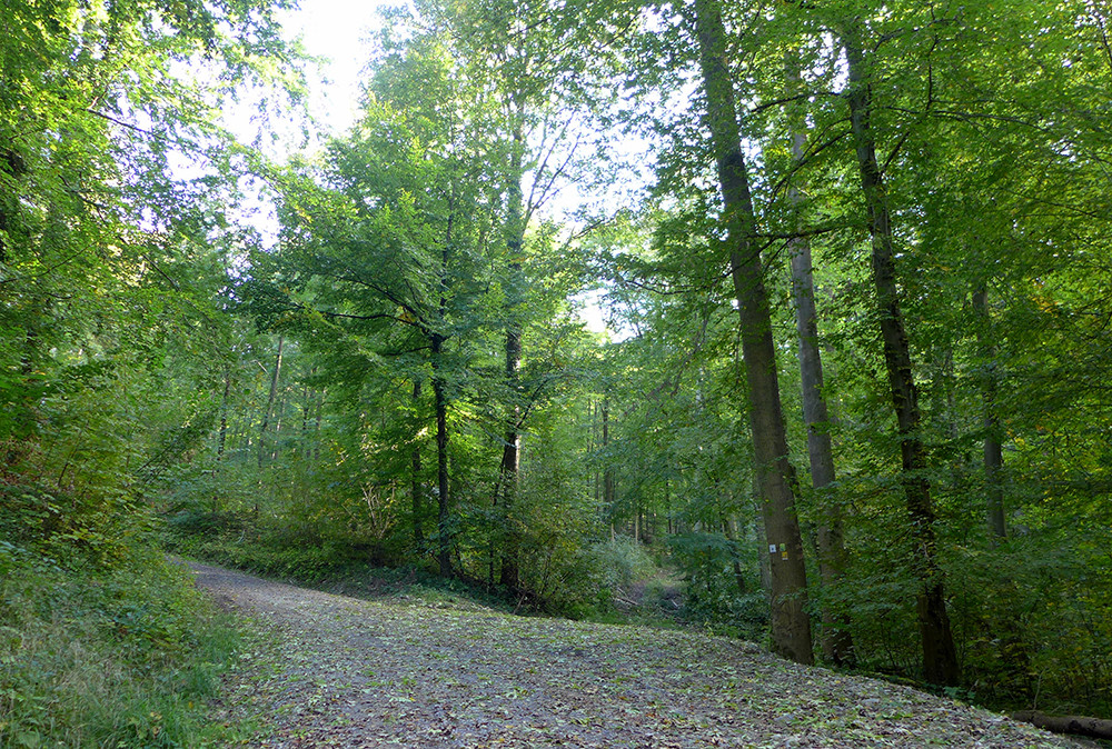 Klicke auf die Grafik für eine vergrößerte Ansicht  Name: Weserberglandweg_473.jpg Ansichten: 0 Größe: 500,6 KB ID: 3285316
