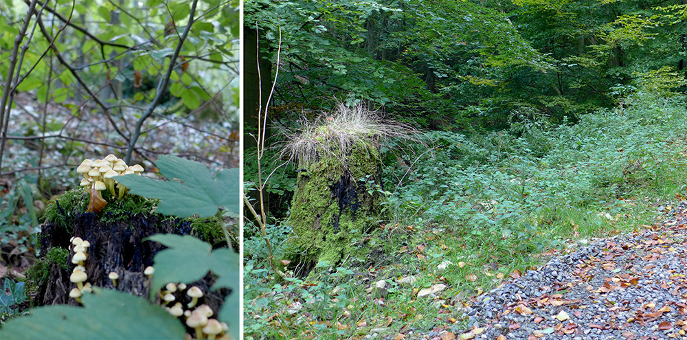 Klicke auf die Grafik für eine vergrößerte Ansicht  Name: Weserberglandweg_475.jpg Ansichten: 0 Größe: 356,6 KB ID: 3285319
