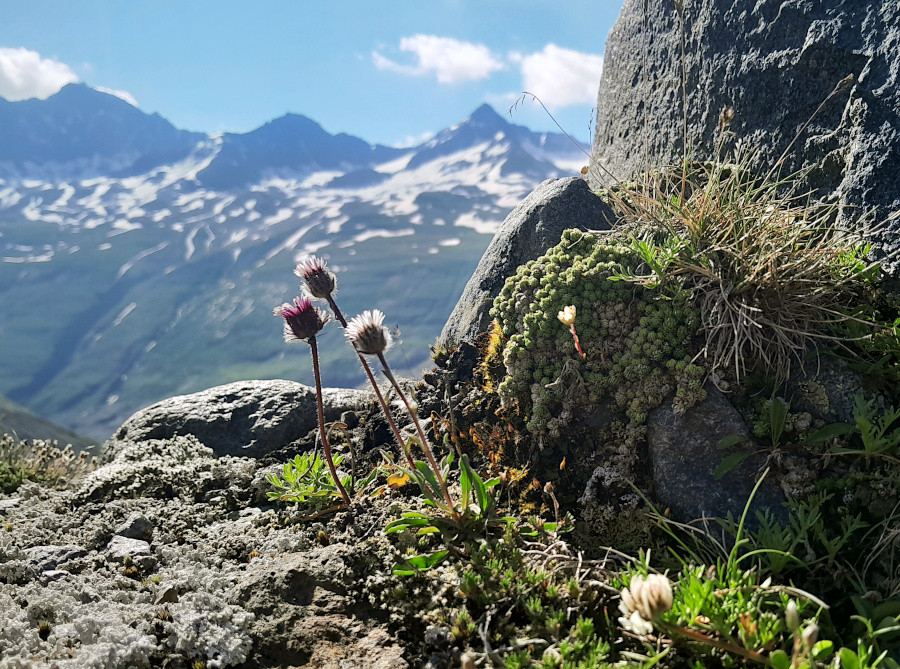 Klicke auf die Grafik für eine vergrößerte Ansicht  Name: 2024 Oetztal 25 ods.jpg Ansichten: 140 Größe: 319,7 KB ID: 3288832