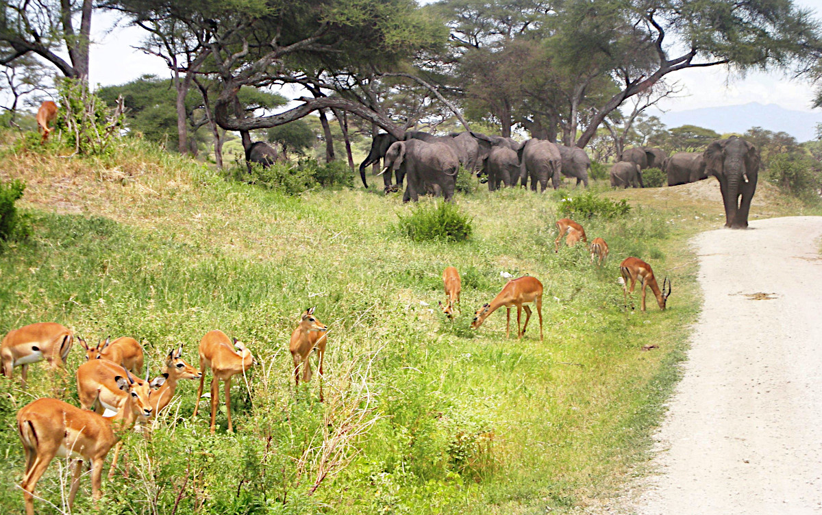 Klicke auf die Grafik für eine vergrößerte Ansicht  Name: 2019 Mahale 06 Tarangire.jpg Ansichten: 59 Größe: 508,1 KB ID: 3290657