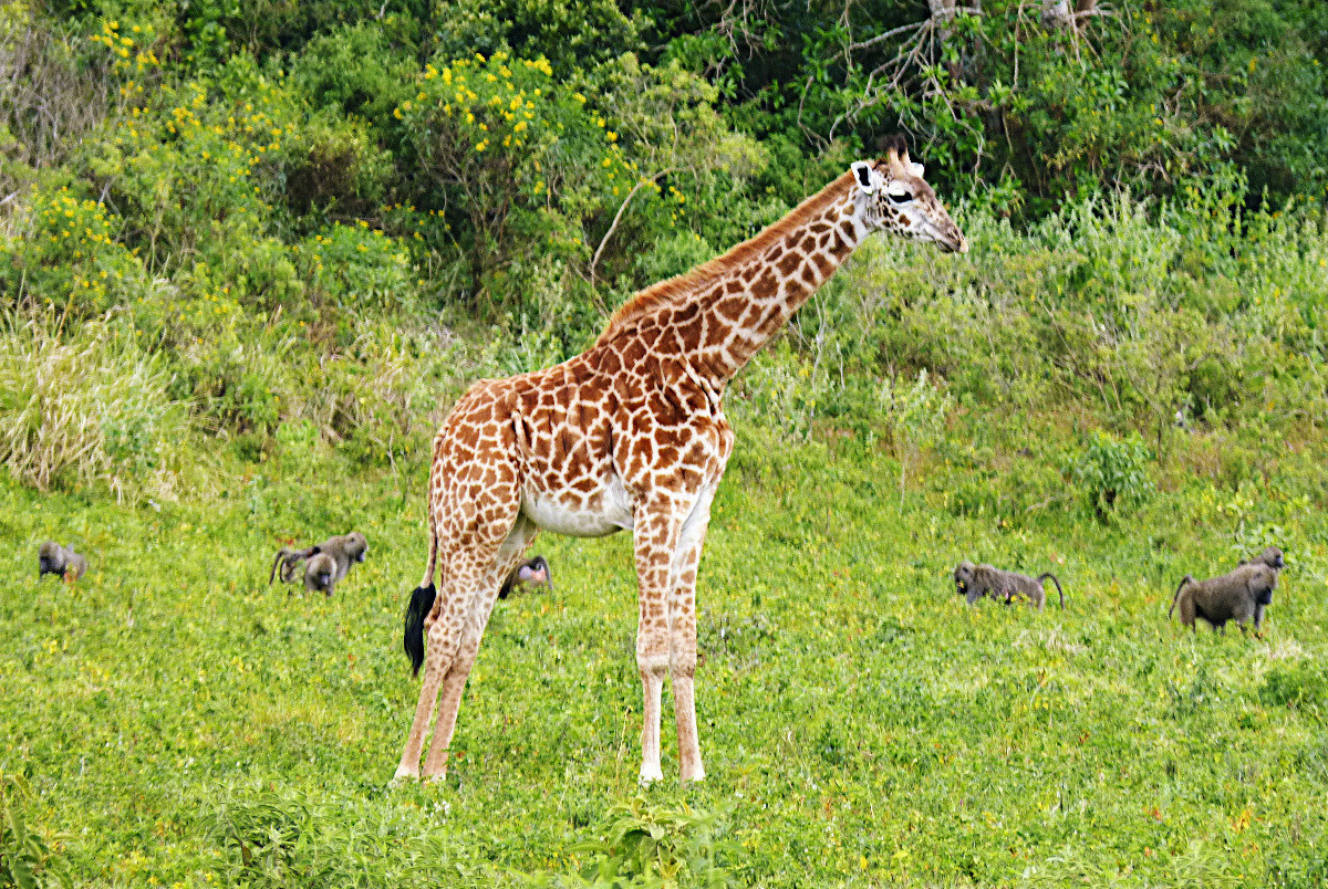 Klicke auf die Grafik für eine vergrößerte Ansicht  Name: 2019 Mahale 04 Arusha.jpg Ansichten: 60 Größe: 682,6 KB ID: 3290658