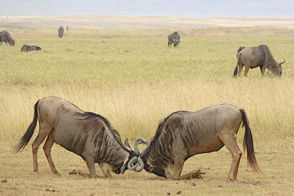 Klicke auf die Grafik für eine vergrößerte Ansicht  Name: 2019 Mahale 10 Ngorongoro.jpg Ansichten: 58 Größe: 353,9 KB ID: 3290659