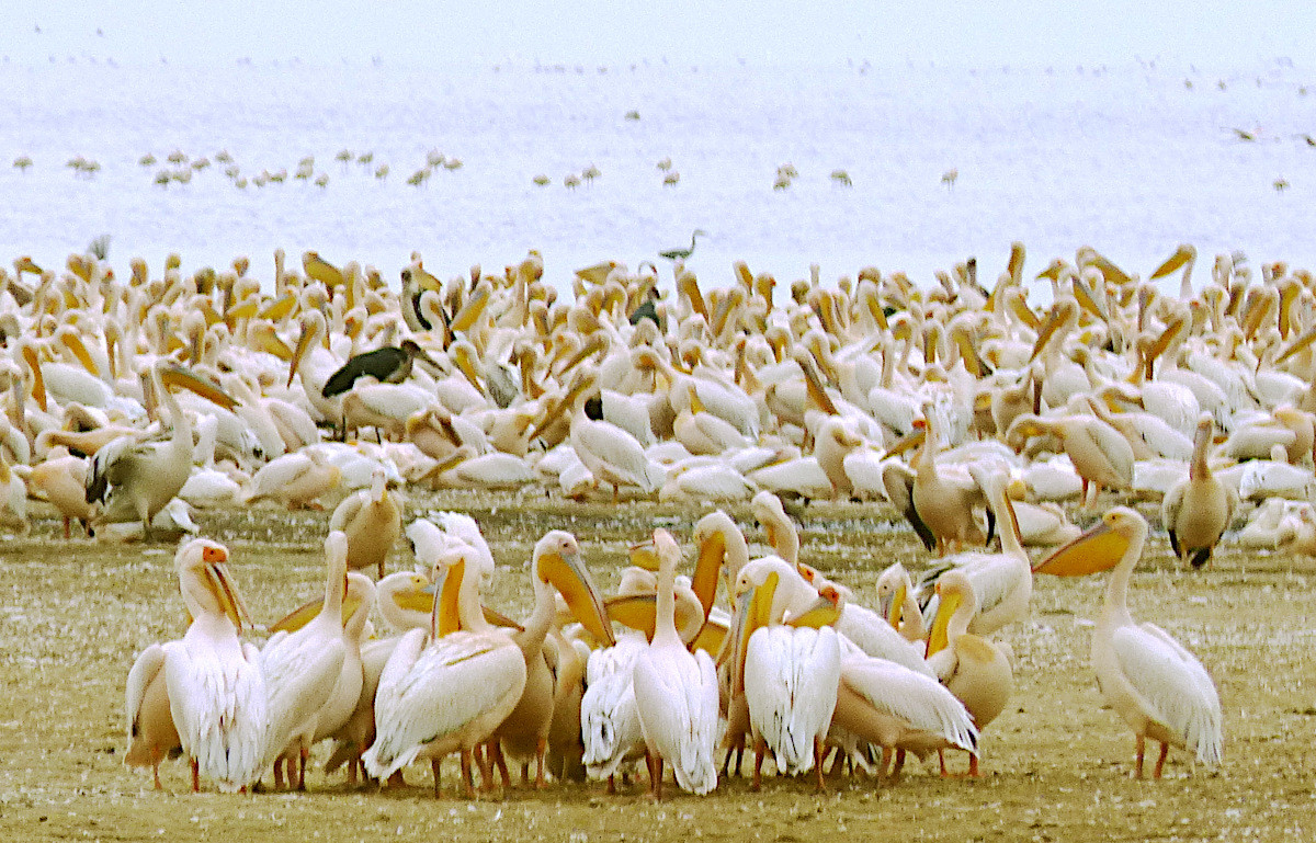 Klicke auf die Grafik für eine vergrößerte Ansicht  Name: 2019 Mahale 08 Lake Manyara.jpg Ansichten: 59 Größe: 444,3 KB ID: 3290663