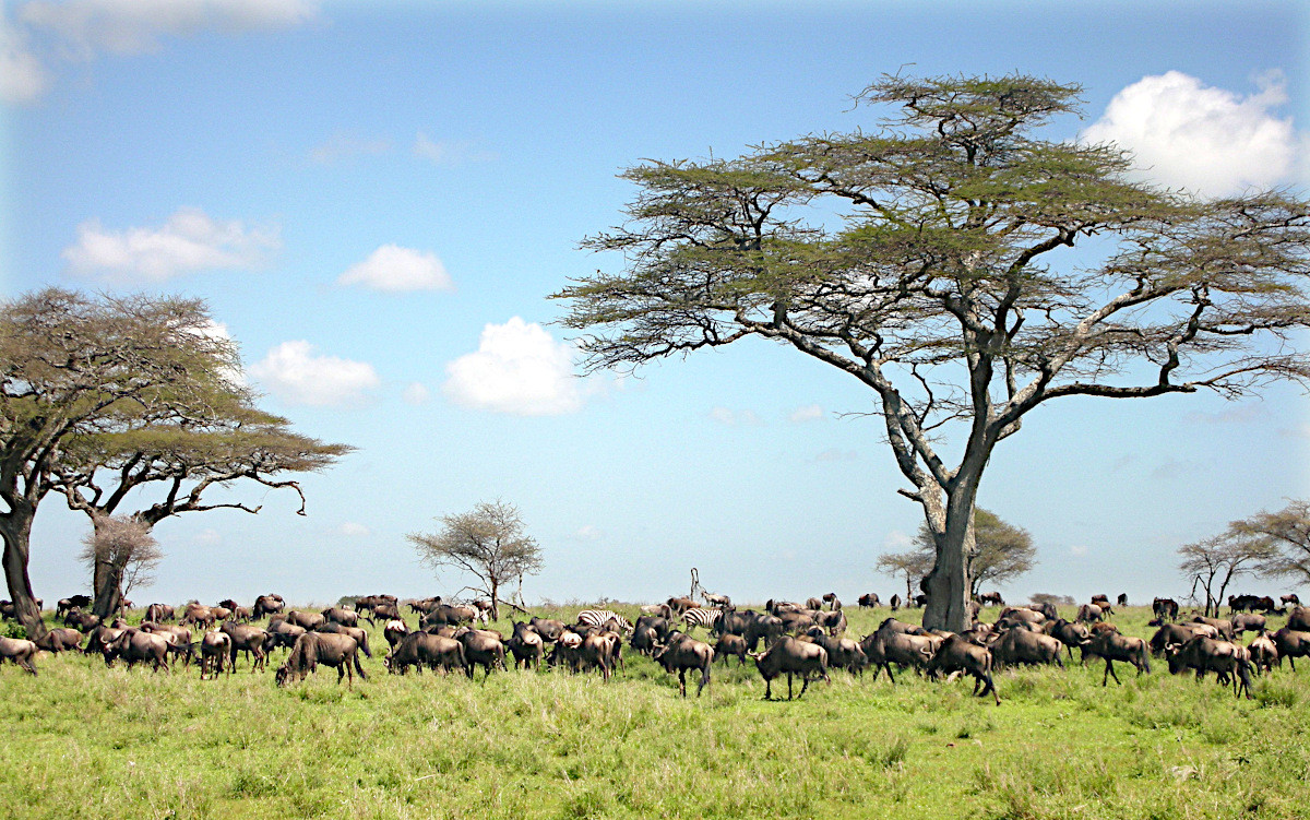 Klicke auf die Grafik für eine vergrößerte Ansicht  Name: 2019 Mahale 02 Serengeti_a.jpg Ansichten: 59 Größe: 456,9 KB ID: 3290664
