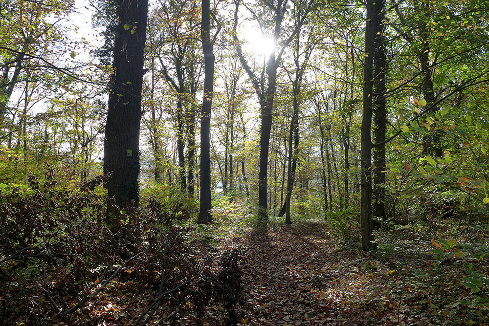 Klicke auf die Grafik für eine vergrößerte Ansicht  Name: Weserberglandweg_501.jpg Ansichten: 0 Größe: 540,4 KB ID: 3290719
