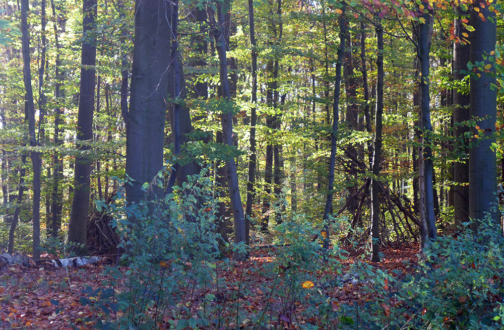 Klicke auf die Grafik für eine vergrößerte Ansicht  Name: Weserberglandweg_503.jpg Ansichten: 0 Größe: 471,8 KB ID: 3290722