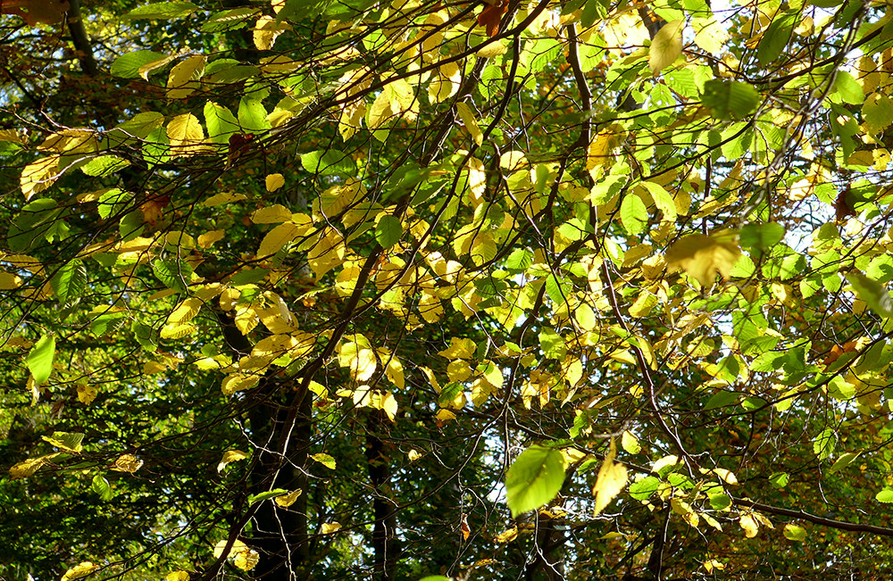 Klicke auf die Grafik für eine vergrößerte Ansicht  Name: Weserberglandweg_513.jpg Ansichten: 0 Größe: 576,8 KB ID: 3290734