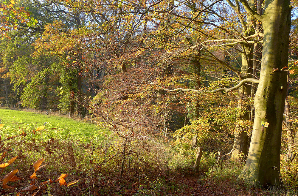 Klicke auf die Grafik für eine vergrößerte Ansicht  Name: Weserberglandweg_520.jpg Ansichten: 0 Größe: 585,1 KB ID: 3290737