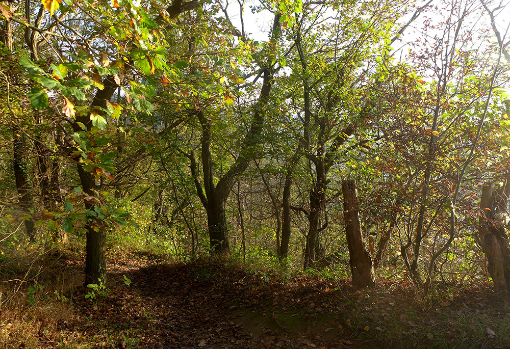 Klicke auf die Grafik für eine vergrößerte Ansicht  Name: Weserberglandweg_518.jpg Ansichten: 0 Größe: 561,9 KB ID: 3290738
