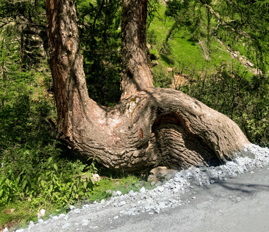 Klicke auf die Grafik für eine vergrößerte Ansicht  Name: 2024 Oetztal 44 ods.jpg Ansichten: 0 Größe: 491,9 KB ID: 3291613
