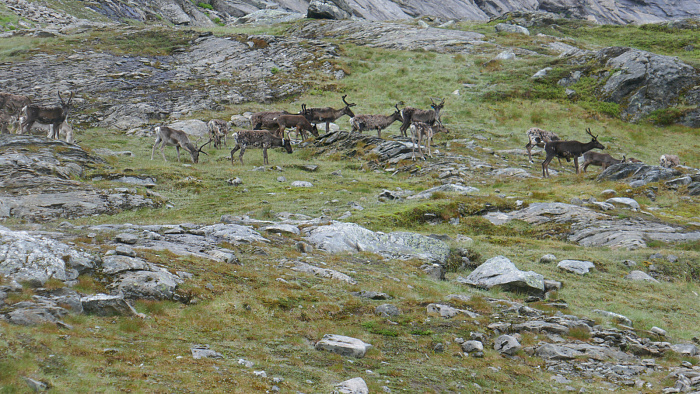 Klicke auf die Grafik für eine vergrößerte Ansicht

Name: Norwegen019.jpg
Ansichten: 878
Größe: 969,4 KB
ID: 3296835