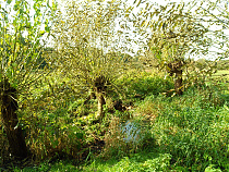 Klicke auf die Grafik für eine vergrößerte Ansicht  Name: DSCF0057.jpg Ansichten: 45 Größe: 1,71 MB ID: 3297145