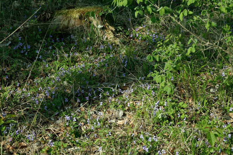Klicke auf die Grafik für eine vergrößerte Ansicht

Name: MG_5056.jpg
Ansichten: 140
Größe: 297,9 KB
ID: 3297224