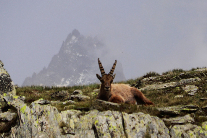 Klicke auf die Grafik für eine vergrößerte Ansicht  Name: IMG_4443ibex.jpg Ansichten: 14 Größe: 522,7 KB ID: 3301409