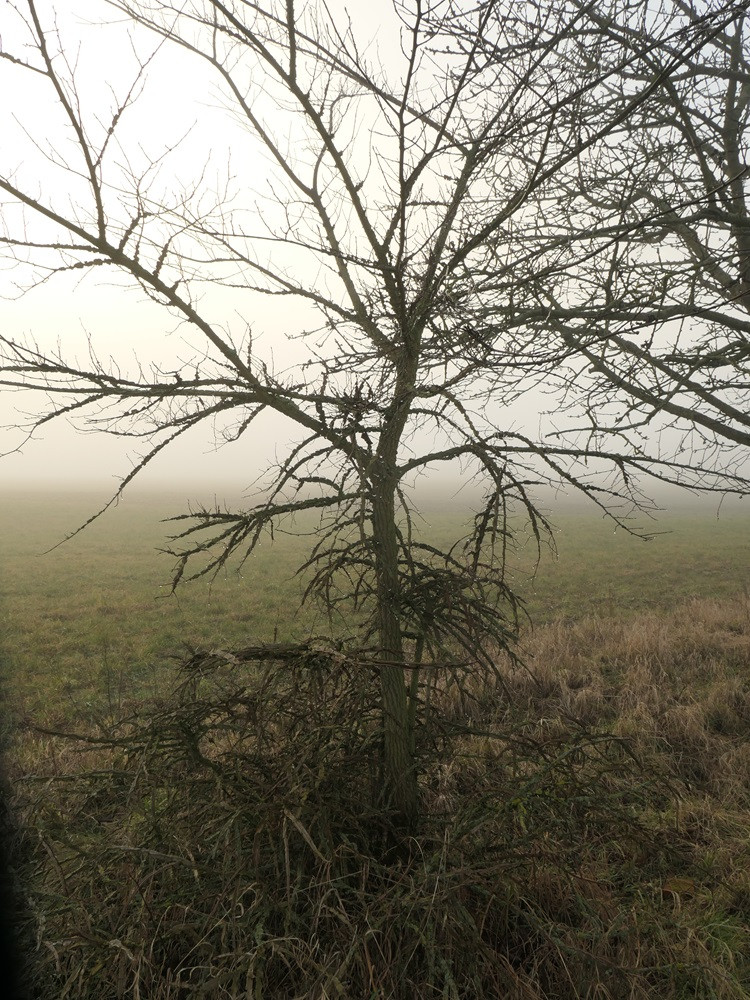 Klicke auf die Grafik für eine vergrößerte Ansicht

Name: Krustentier-Baum (1).jpg
Ansichten: 112
Größe: 350,5 KB
ID: 3307179