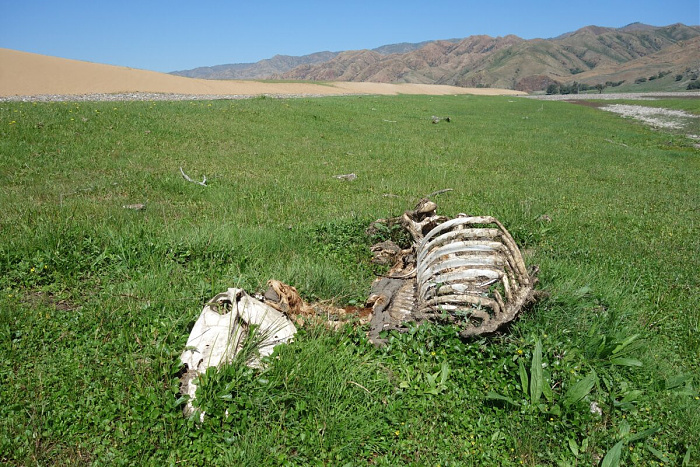 Klicke auf die Grafik für eine vergrößerte Ansicht

Name: mongolei089.jpg
Ansichten: 528
Größe: 433,3 KB
ID: 3313388