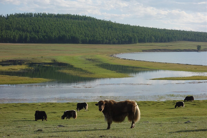 Klicke auf die Grafik für eine vergrößerte Ansicht

Name: mongolei149.jpg
Ansichten: 728
Größe: 240,2 KB
ID: 3315075