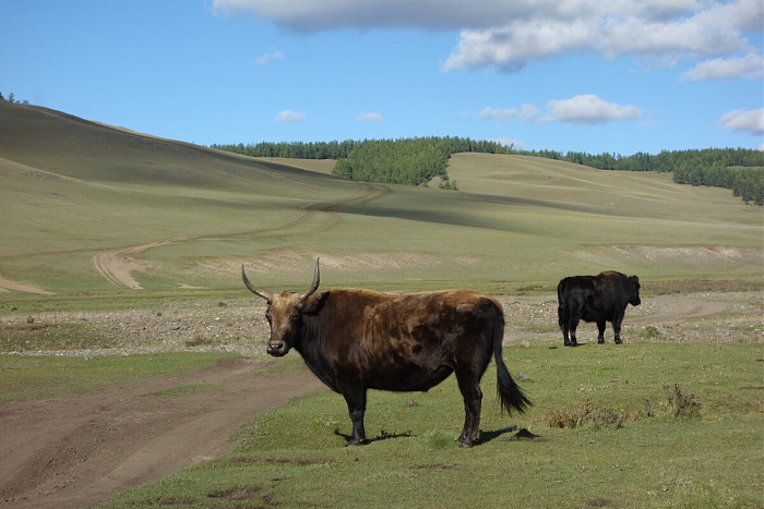 Klicke auf die Grafik für eine vergrößerte Ansicht

Name: mongolei172.jpg
Ansichten: 568
Größe: 207,6 KB
ID: 3315631