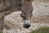 Klicke auf die Grafik für eine vergrößerte Ansicht

Name: K1600_DSC02252.jpg
Ansichten: 480
Größe: 491,3 KB
ID: 3317801