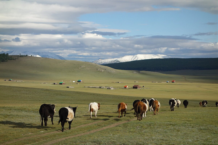 Klicke auf die Grafik für eine vergrößerte Ansicht

Name: mongolei205.jpg
Ansichten: 413
Größe: 190,5 KB
ID: 3318604