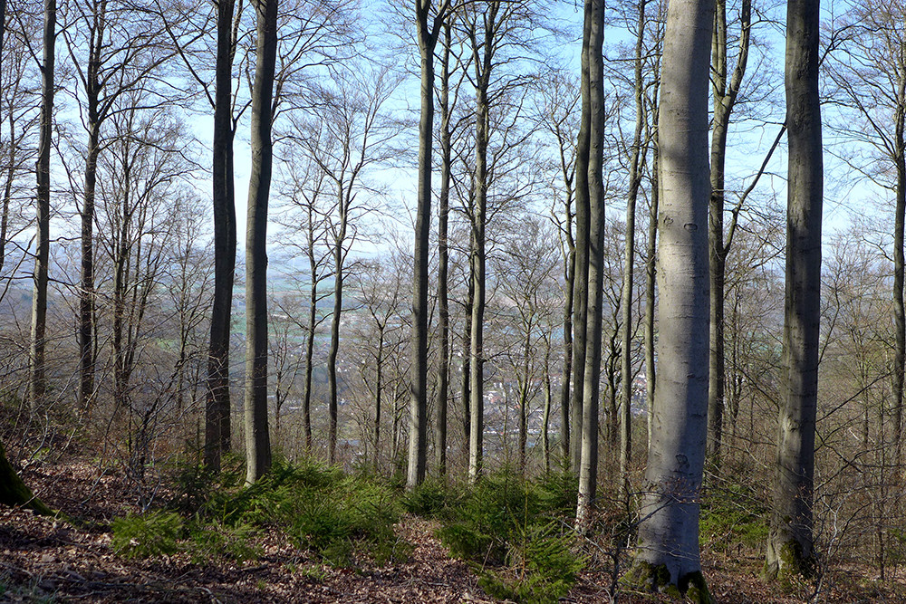 Klicke auf die Grafik für eine vergrößerte Ansicht  Name: Weserberglandweg_562.jpg Ansichten: 0 Größe: 489,2 KB ID: 3321448