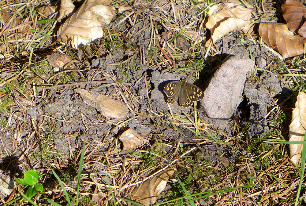 Klicke auf die Grafik für eine vergrößerte Ansicht  Name: Weserberglandweg_565.jpg Ansichten: 0 Größe: 519,4 KB ID: 3321451