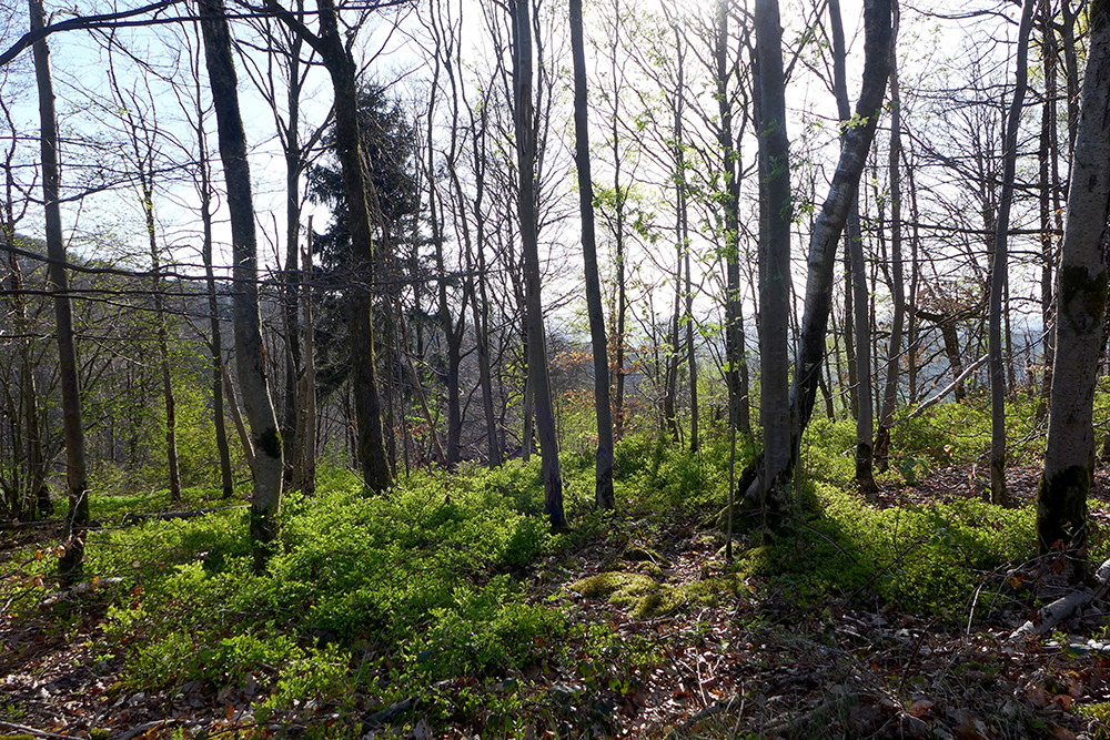 Klicke auf die Grafik für eine vergrößerte Ansicht  Name: Weserberglandweg_569.jpg Ansichten: 0 Größe: 494,9 KB ID: 3321455