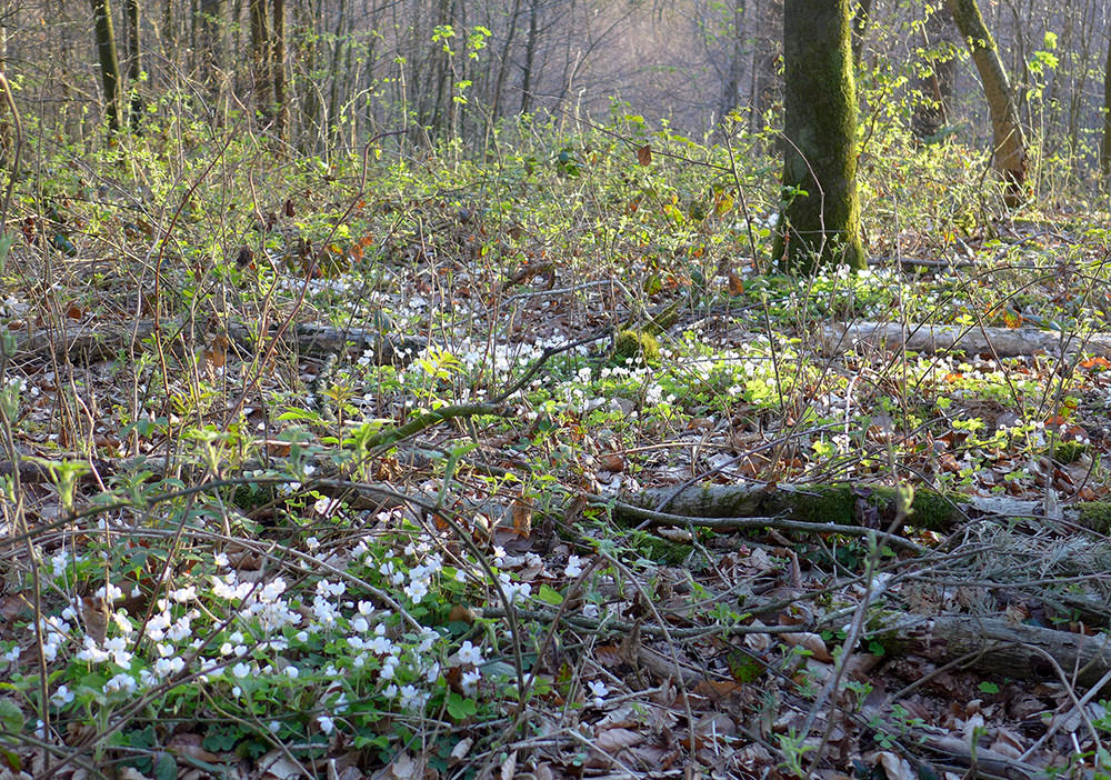 Klicke auf die Grafik für eine vergrößerte Ansicht  Name: Weserberglandweg_579.jpg Ansichten: 0 Größe: 555,5 KB ID: 3321469