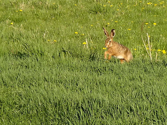 Klicke auf die Grafik für eine vergrößerte Ansicht

Name: Hase_02527.jpg
Ansichten: 207
Größe: 239,7 KB
ID: 3321928