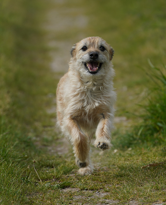 Klicke auf die Grafik für eine vergrößerte Ansicht  Name: Hund.jpg Ansichten: 0 Größe: 633,7 KB ID: 3325149