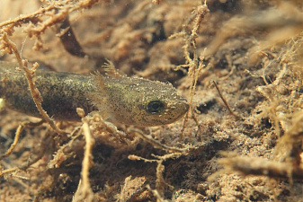 Klicke auf die Grafik für eine vergrößerte Ansicht  Name: K1024_DSC03653a_ausschnittxxx.jpg Ansichten: 0 Größe: 215,0 KB ID: 3325203