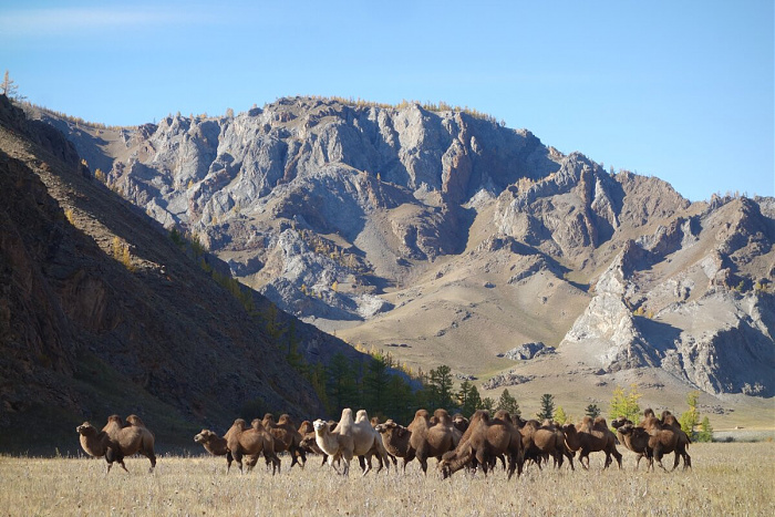 Klicke auf die Grafik für eine vergrößerte Ansicht

Name: mongolei258.jpg
Ansichten: 151
Größe: 281,8 KB
ID: 3325593