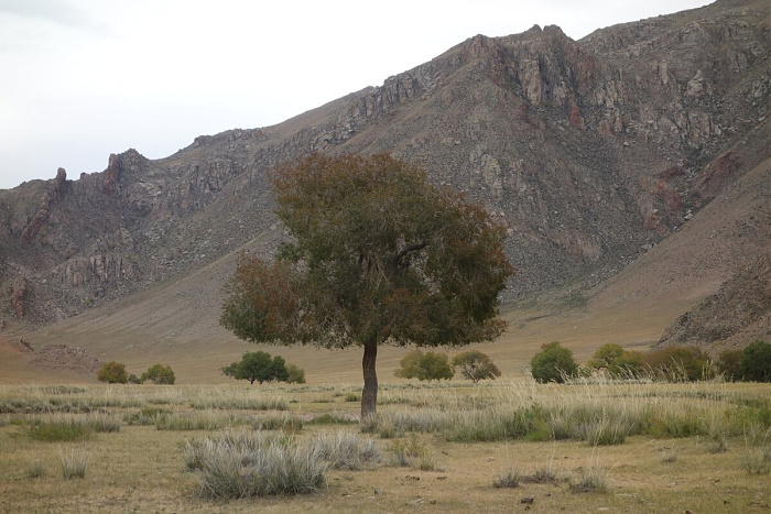 Klicke auf die Grafik für eine vergrößerte Ansicht

Name: mongolei314.jpg
Ansichten: 191
Größe: 254,7 KB
ID: 3325691