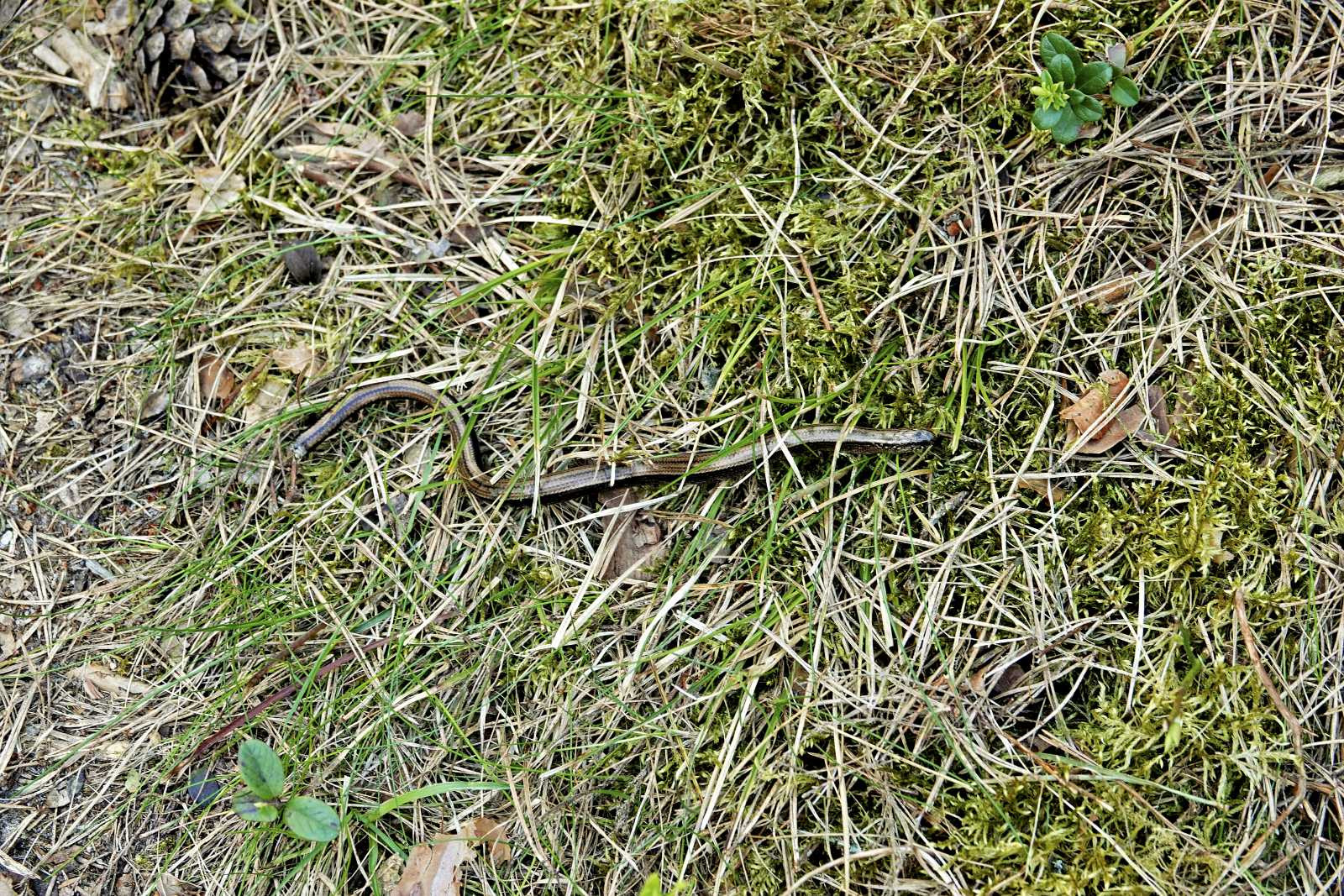 Klicke auf die Grafik für eine vergrößerte Ansicht  Name: _SNY1497R.jpg Ansichten: 0 Größe: 1.015,9 KB ID: 3326126