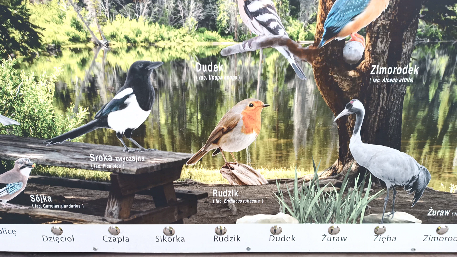 Klicke auf die Grafik für eine vergrößerte Ansicht

Name: Vogeltafel.png
Ansichten: 67
Größe: 2,58 MB
ID: 3327351