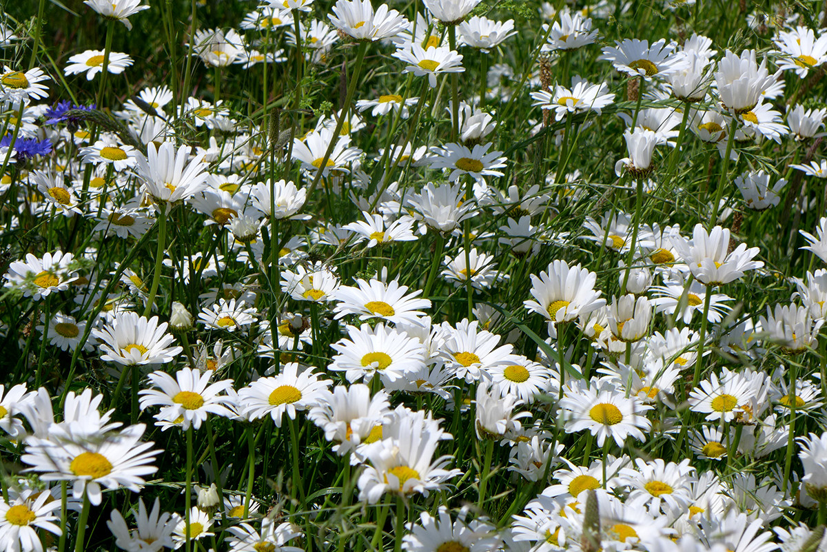 Klicke auf die Grafik für eine vergrößerte Ansicht

Name: Margeritenmeer.jpg
Ansichten: 102
Größe: 604,8 KB
ID: 3328660