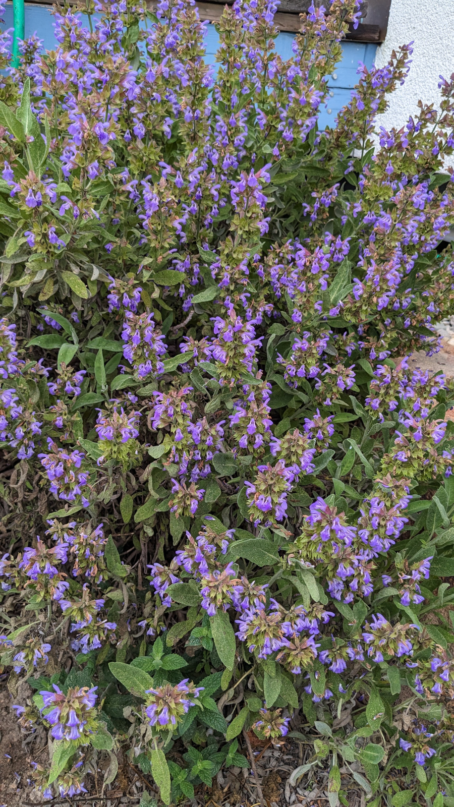 Klicke auf die Grafik für eine vergrößerte Ansicht

Name: PXL_20250606_052123934.jpg
Ansichten: 0
Größe: 1,09 MB
ID: 3329038