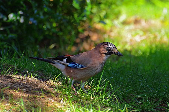 Klicke auf die Grafik für eine vergrößerte Ansicht  Name: IMGP7139_FOCUS.jpg Ansichten: 0 Größe: 153,0 KB ID: 3330239