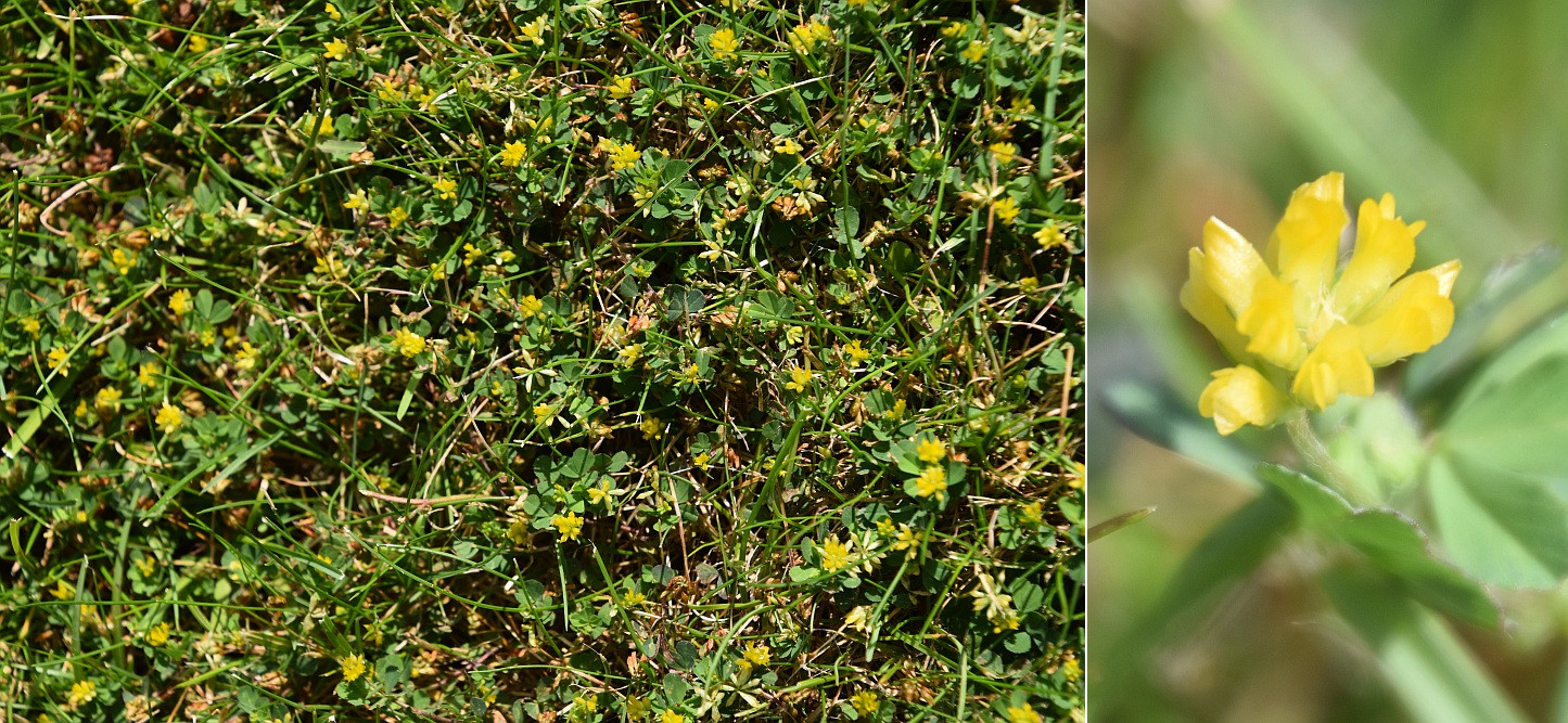 Klicke auf die Grafik für eine vergrößerte Ansicht

Name: 65 Blüten 02.jpg
Ansichten: 34
Größe: 538,5 KB
ID: 3329966