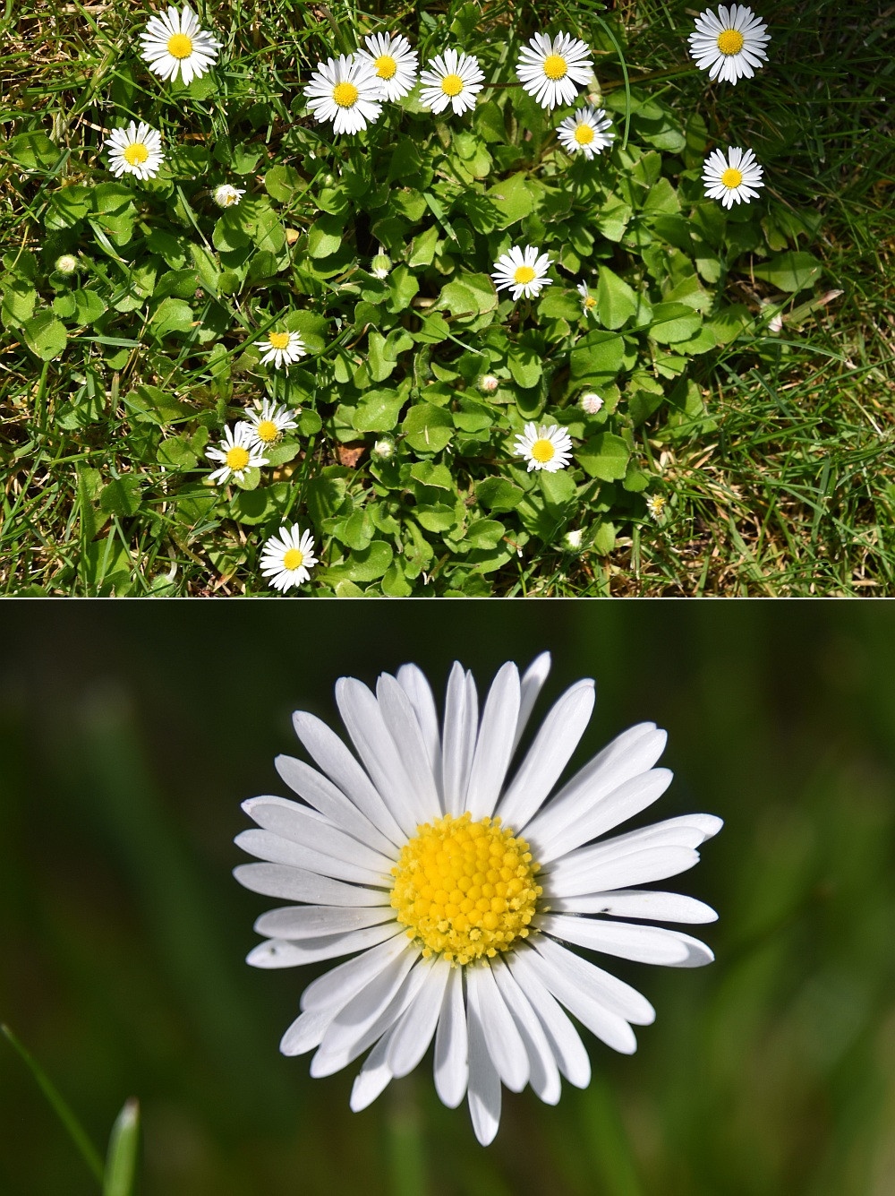 Klicke auf die Grafik für eine vergrößerte Ansicht

Name: 65 Blüten 03.jpg
Ansichten: 34
Größe: 528,0 KB
ID: 3329968