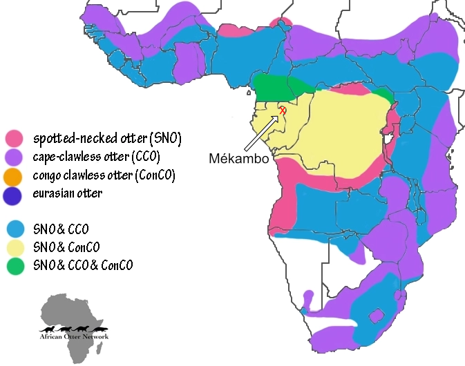 Klicke auf die Grafik für eine vergrößerte Ansicht  Name: AfrikanischeOtterVerbreitungskarte_congocapesnoeurAusschnittMekambo.png Ansichten: 0 Größe: 210,1 KB ID: 3331143