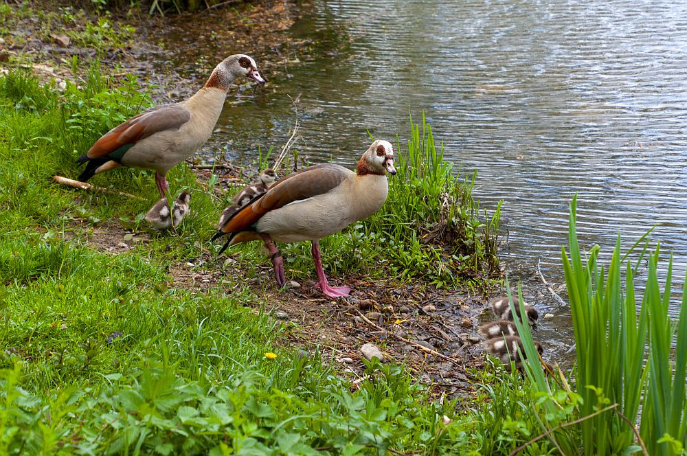 Klicke auf die Grafik für eine vergrößerte Ansicht  Name: 07 Nilgänse ziehen in Liverdun ihren Nachwuchs groß.jpg Ansichten: 0 Größe: 378,9 KB ID: 3332921