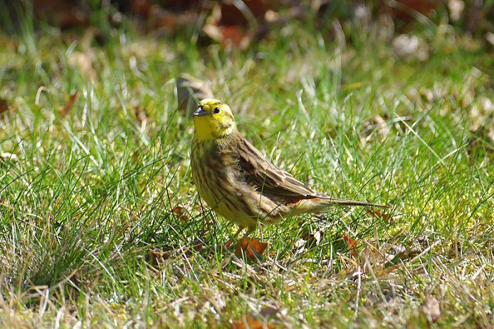 Klicke auf die Grafik für eine vergrößerte Ansicht

Name: IMGP7107.jpg
Ansichten: 228
Größe: 208,3 KB
ID: 3333149
