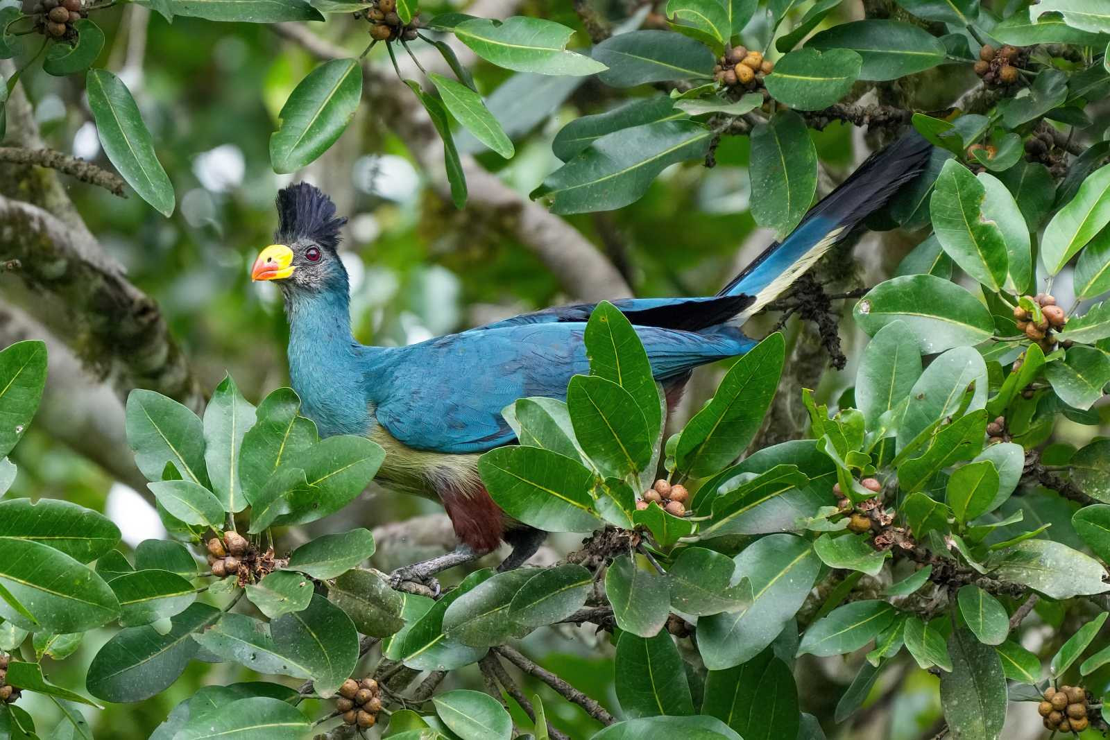 Klicke auf die Grafik für eine vergrößerte Ansicht  Name: 017_Great_blue_turaco_at_Kibale_forest_National_Park_Photo_by_Giles_Laurent.jpg Ansichten: 0 Größe: 421,0 KB ID: 3333250