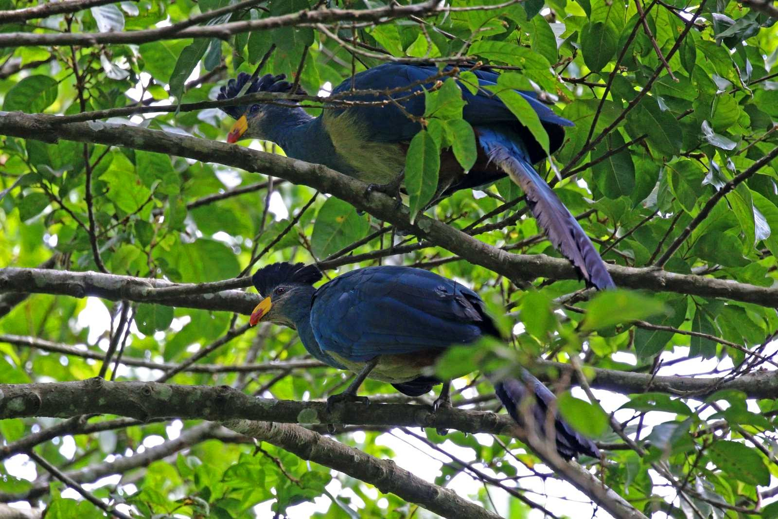 Klicke auf die Grafik für eine vergrößerte Ansicht  Name: Great_blue_turaco_(Corythaeola_cristata).jpg Ansichten: 0 Größe: 476,0 KB ID: 3333254