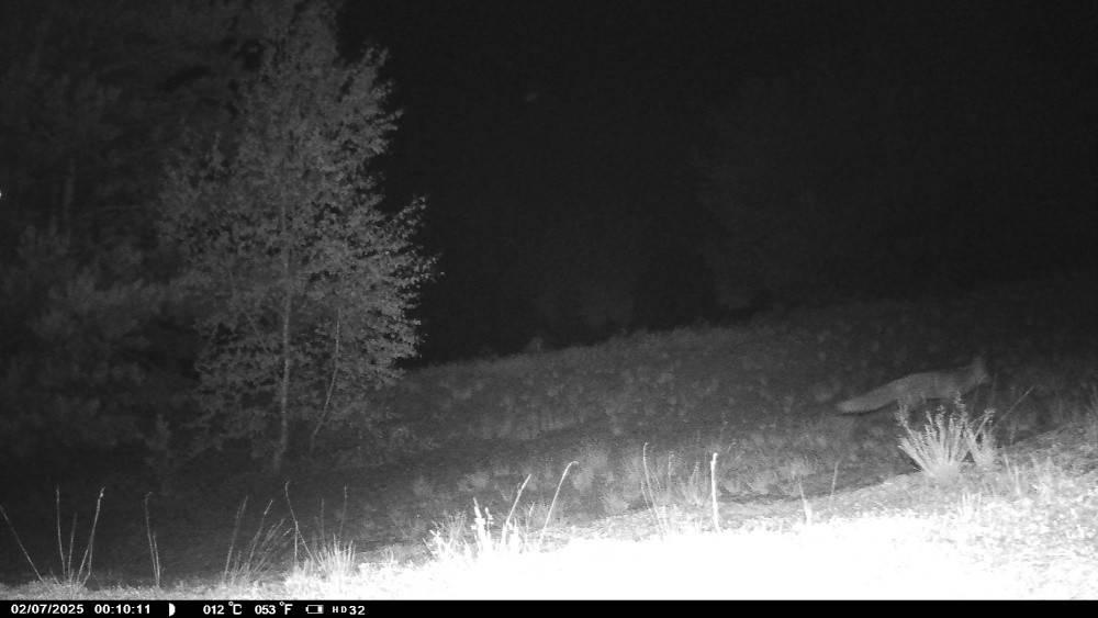 Klicke auf die Grafik für eine vergrößerte Ansicht

Name: Fuchs1-250702 (1)_resize.jpg
Ansichten: 49
Größe: 112,0 KB
ID: 3333963